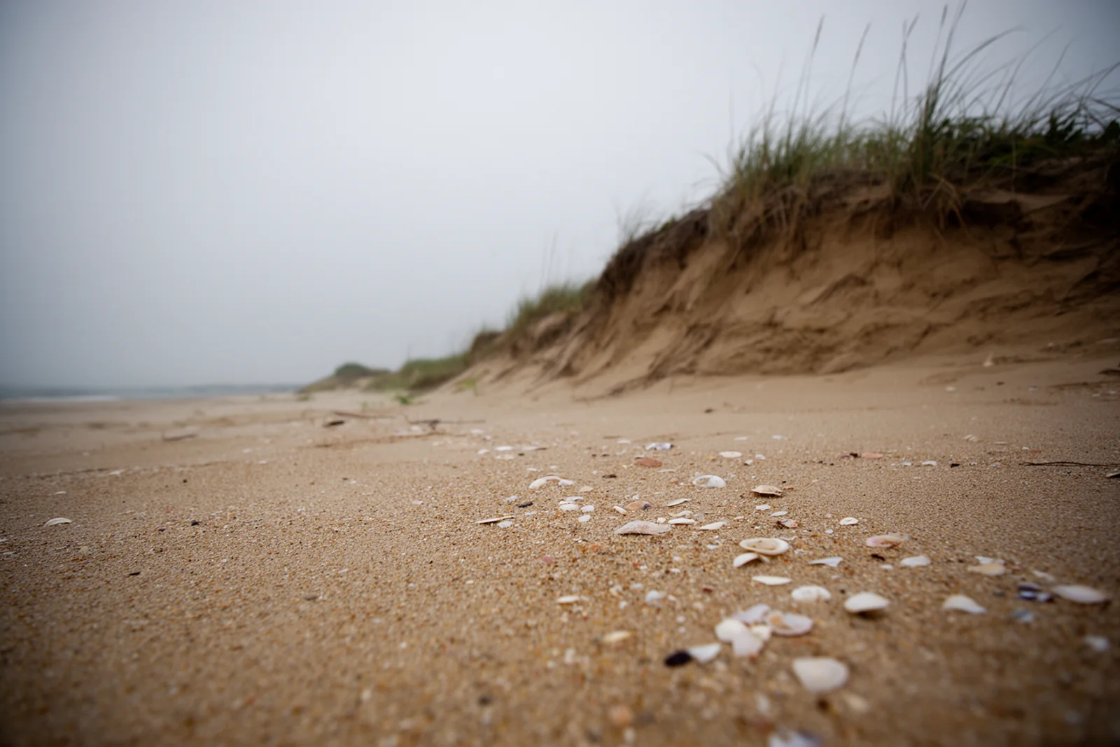 A cut-back oceanfront dune with a steep sand scarp above a flat Outer Banks beach under an overcast coastal sky